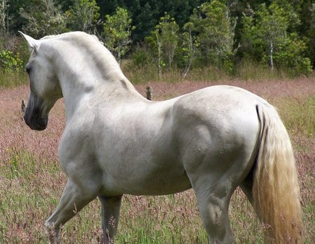 Beautiful Lusitan - grey, lusitan, horses, portugal