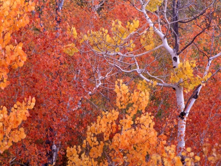 Forest - red, forest, tree, season, autumn