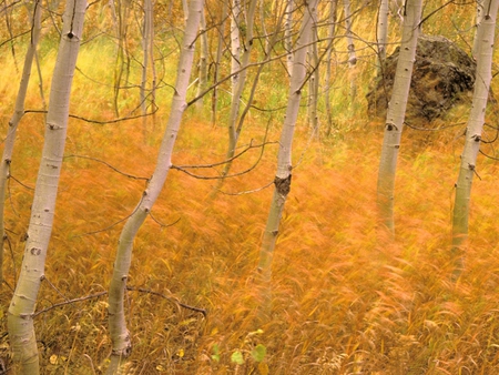 Yellow autumn forest - forest, yellow, tree, nature, season