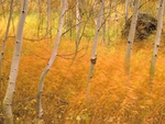 Yellow autumn forest