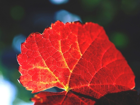 Red autumn leaf - season, leaf, autumn, red