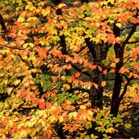 Orange forest