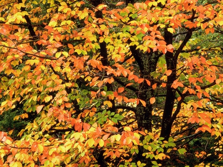 Orange forest - forest, orange, tree, season, autumn