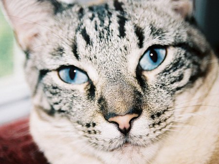 Blue eye cat - feline, tabby, cat, kitten