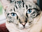 Blue eye cat