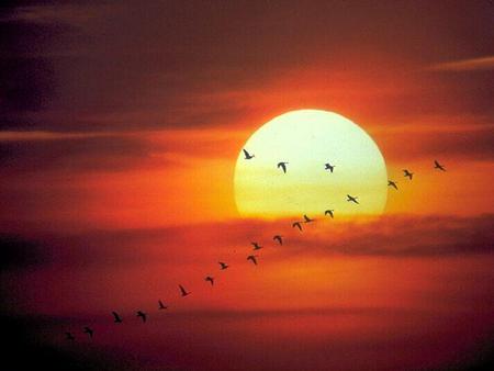 Birds at sunset - cloud, sky, fly, bird, sunset, nature