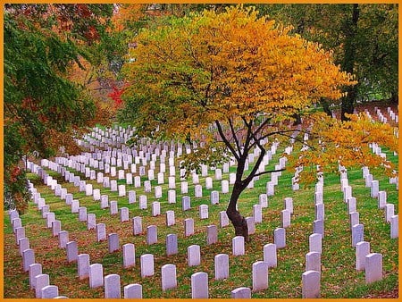 Some things change - some don't - headstones, autumn, green, gold, orange, arlington cemetery, tree