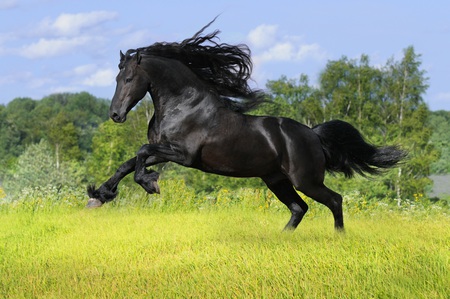 Wild Horse - nature, horse, wild, animal, black