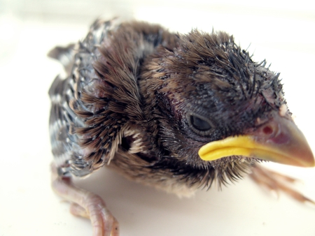 fledgling - fledgling, young, animal, nestling, bird