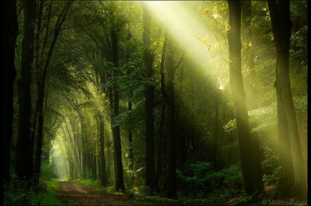 Arches - sunlight, trees, arches, rays of light, green, mist