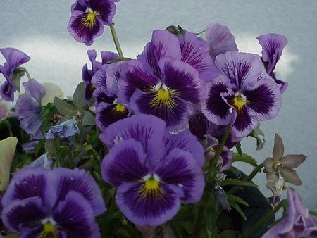 Purple Pansys - flowers, pansys, plant, purple