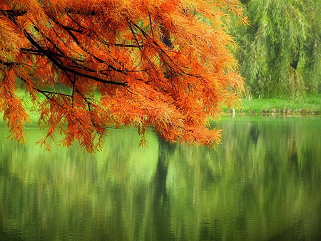 Hangover - river, orange branch, branches, trees, green