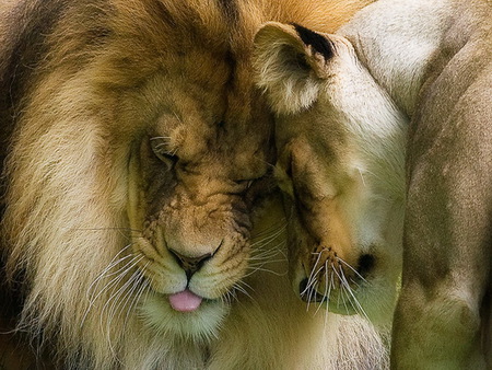 Love in the wild - lioness, cats, mane, affection, female, male, lion