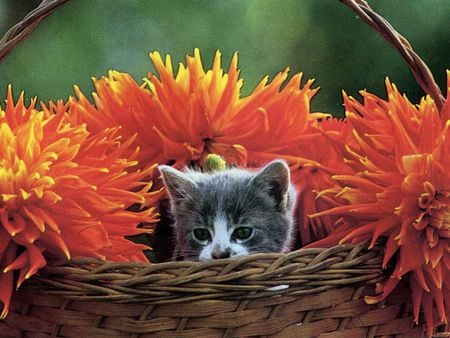 Autumn kitten - autumn, cat, sweet, basket, kitten