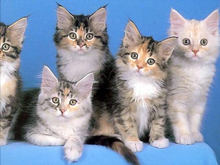 Sweet kittens portrait - feline, sweet, cat, kitten