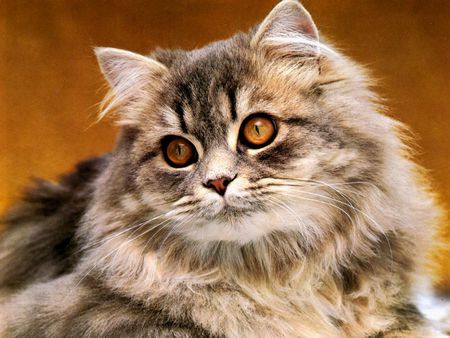 Sweet fluffy kitten - sweet, cat, feline, kitten