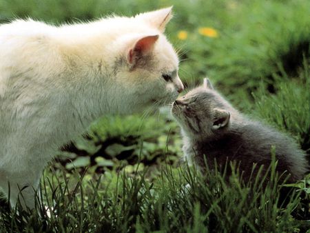 Sweet kiss - son, cat, kiss, mother, grass, kitten