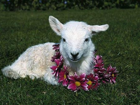 Sheep - sweet, flower, sheep, grass