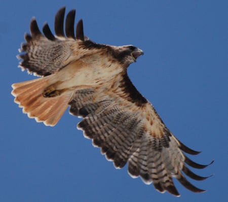 Red Tailed Hawk In Flight - bird, red tailed hawk, raptor, flight