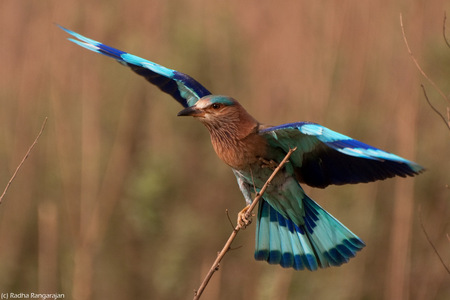 Pretty Bird - colorful, pretty, landing, bird