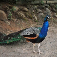 Beautiful Peacock