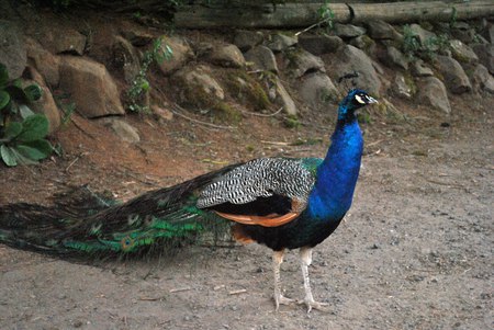 Beautiful Peacock