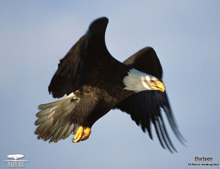 Bald Eagle In Flight - bird, bald eagle, raptor, flight