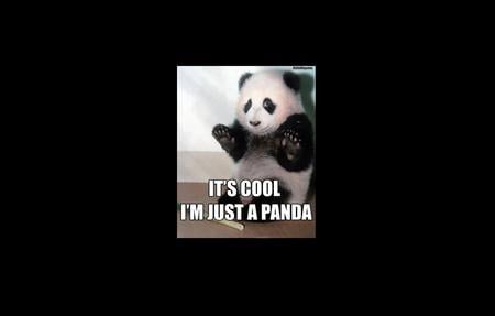 its cool im just a panda - panda, funny, cool, bear