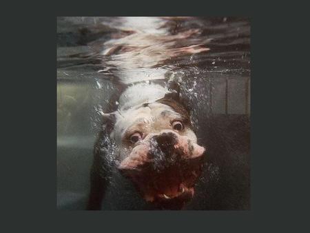 Under Weater - dog, play, water, swim