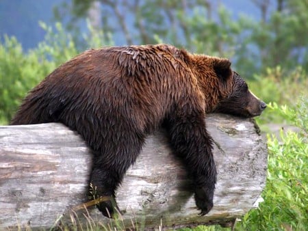 Tired Bear