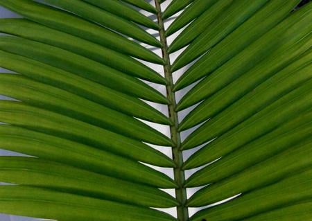 palm frond - frond, tree, palm, green