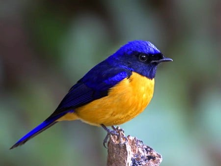 Yellow and Blue - picture, bird, beautiful, yellow and blue