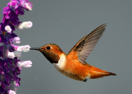 Humming Bird - picture, humming, bird, beautiful