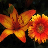 Orange Flowers