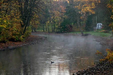 Little duck - duck, trees, water, sesons, colors, leaves, fall, river, autumn