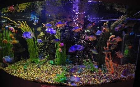 Aquarium Colour