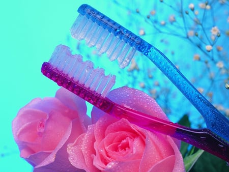 Togetherness - dew drops, roses, couple, toothbrushes, toothbrush, symbol, romantic, pink, blue, flowers, moisture