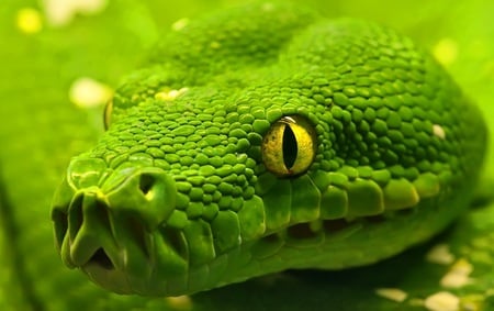 Green - mouth, snake, green, eye, scales