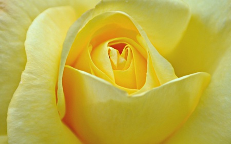 Yellow Rose - nature, yellow, beautiful, rose, flower