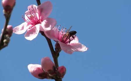 Bee in a Peach Flower - flowers, bee, nature, blue, tree, sky, peach