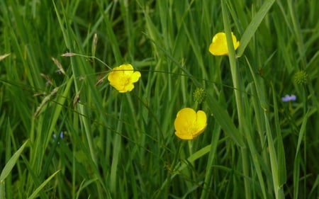 Buttercups - nature, flowers, beautiful, wild