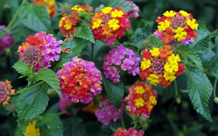 Candy - nature, beautiful, colors, flowers, garden