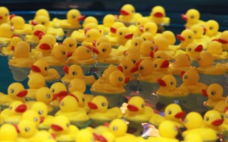 Cute Duckies - plastic, abstract, photography, amusement, ducks, park