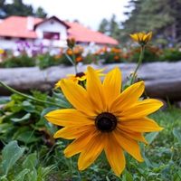 Garden Flowers