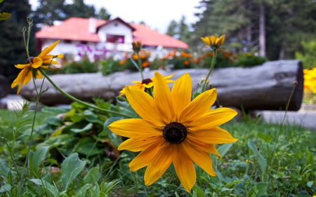 Garden Flowers - nature, beautiful, log, flowers, garden