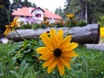 Garden Flowers