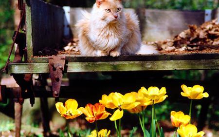 Feel Good - flowers, garden, cats, sun, cat, bank