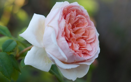 Just a Rose - nature, flowers, garden, beautiful