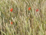 Lonely Poppies