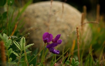 Morning Purple - nature, flowers, beautiful, wild